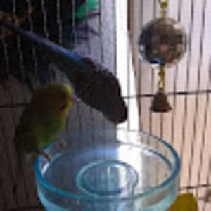 Meet your Posher, Budgie